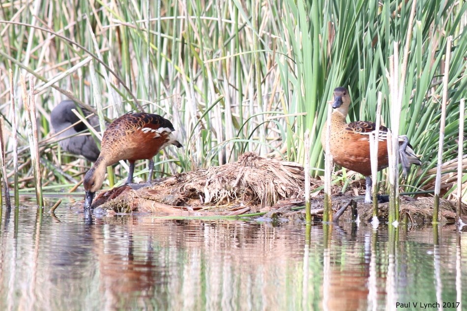 Wandering Whistling-Duck - ML325498721