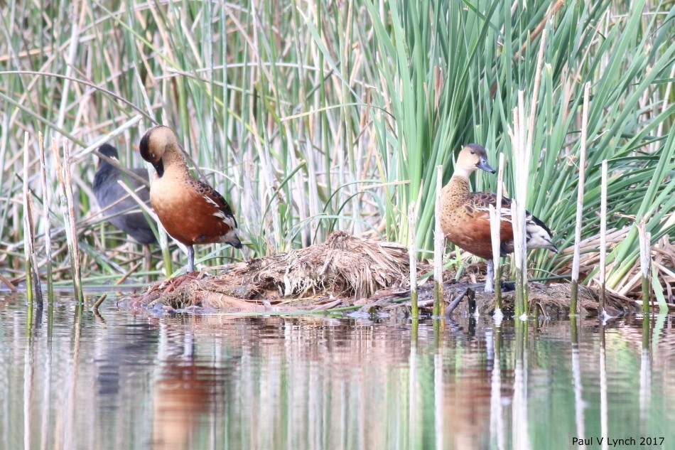 Wandering Whistling-Duck - ML325498771