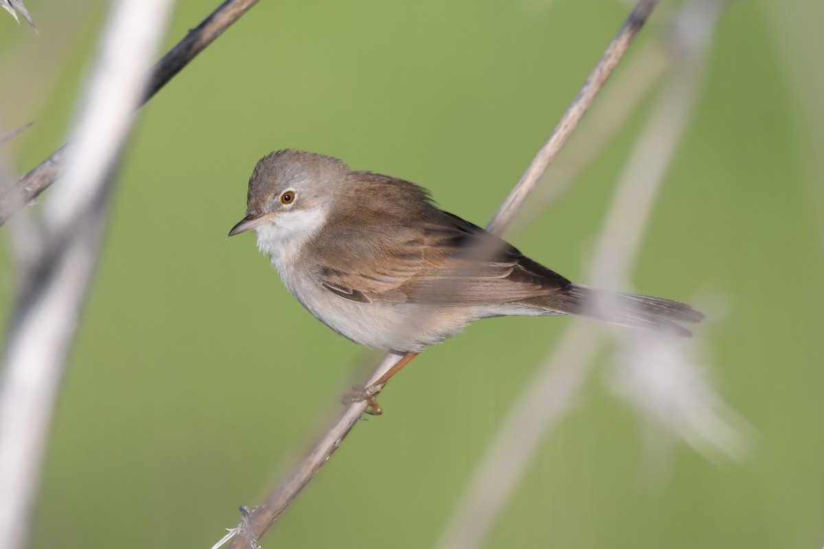 Greater Whitethroat - ML325500701