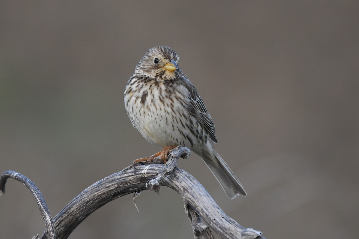 Corn Bunting - Santiago Caballero Carrera