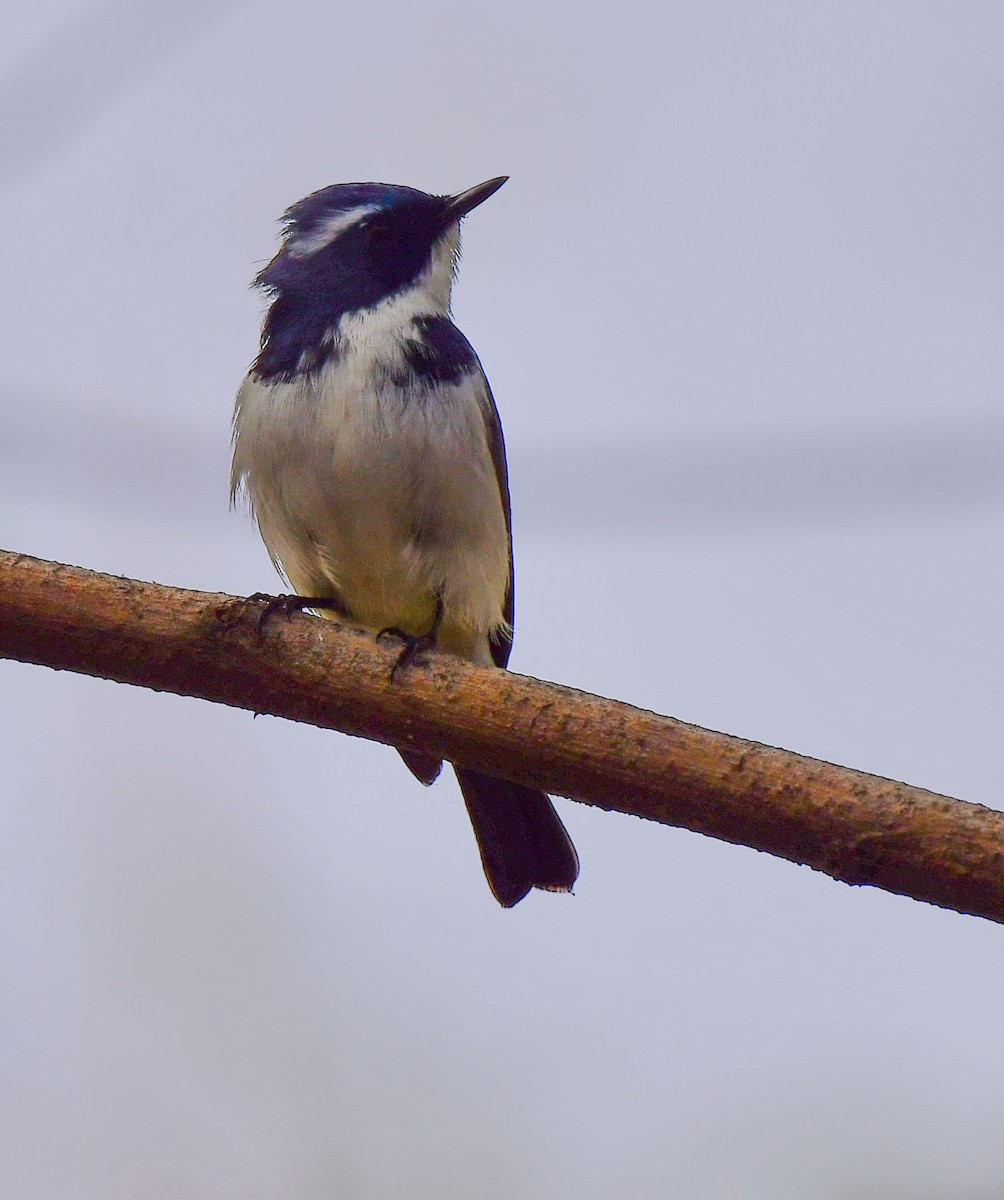 lejsek ultramarínový - ML325502131