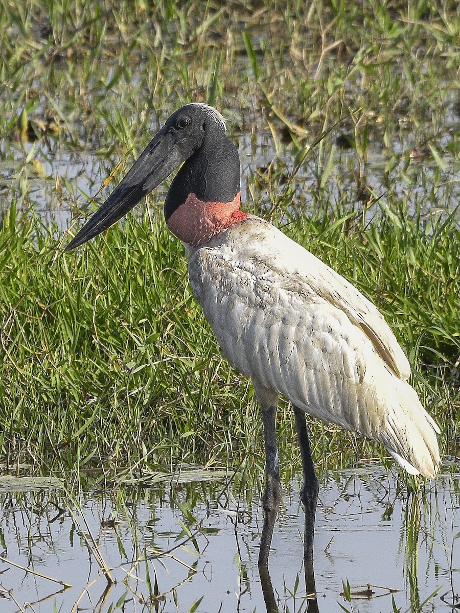 Jabiru - Carlos Echeverría