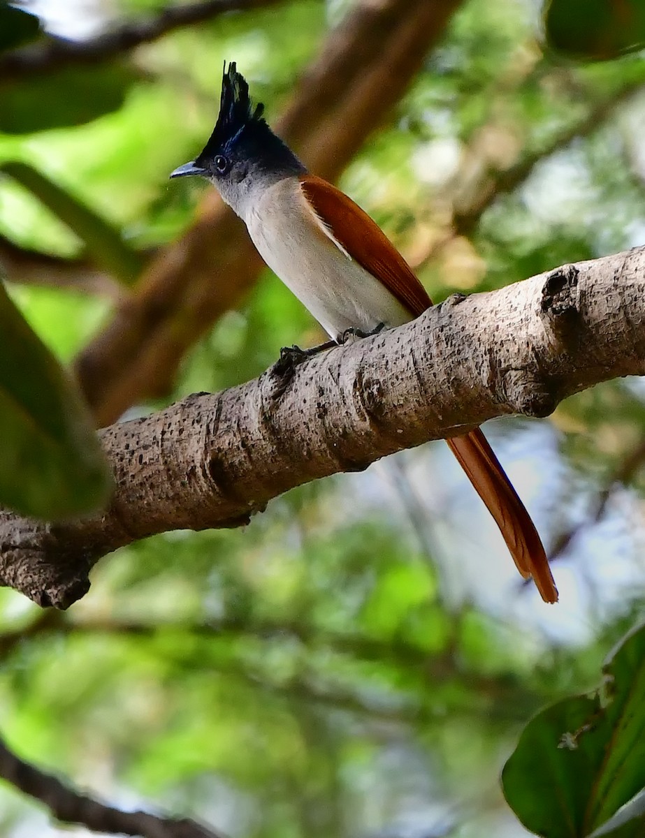 lejskovec rajský - ML325503881