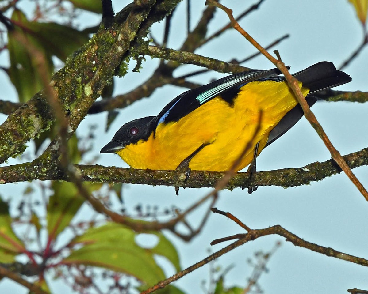 Blue-winged Mountain Tanager (Bolivian) - ML325508851