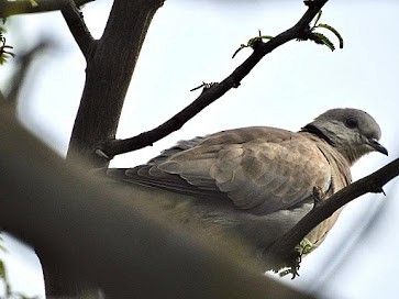 Eurasian Collared-Dove - ML325510491