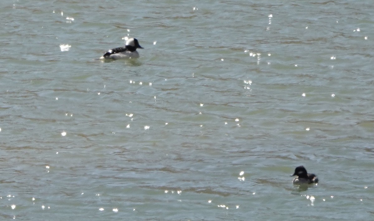 Bufflehead - ML325510911