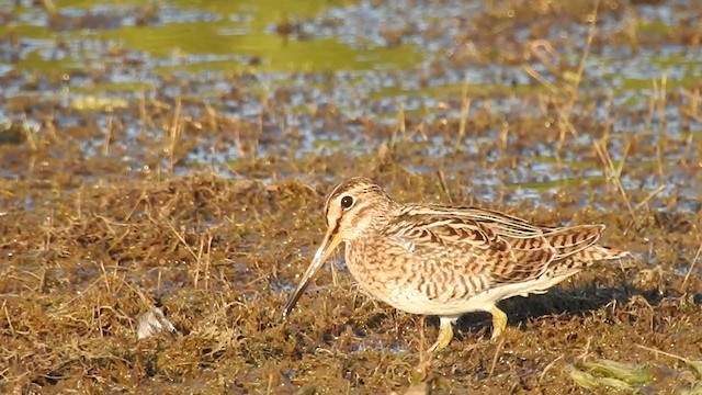 Pin-tailed Snipe - ML325512681