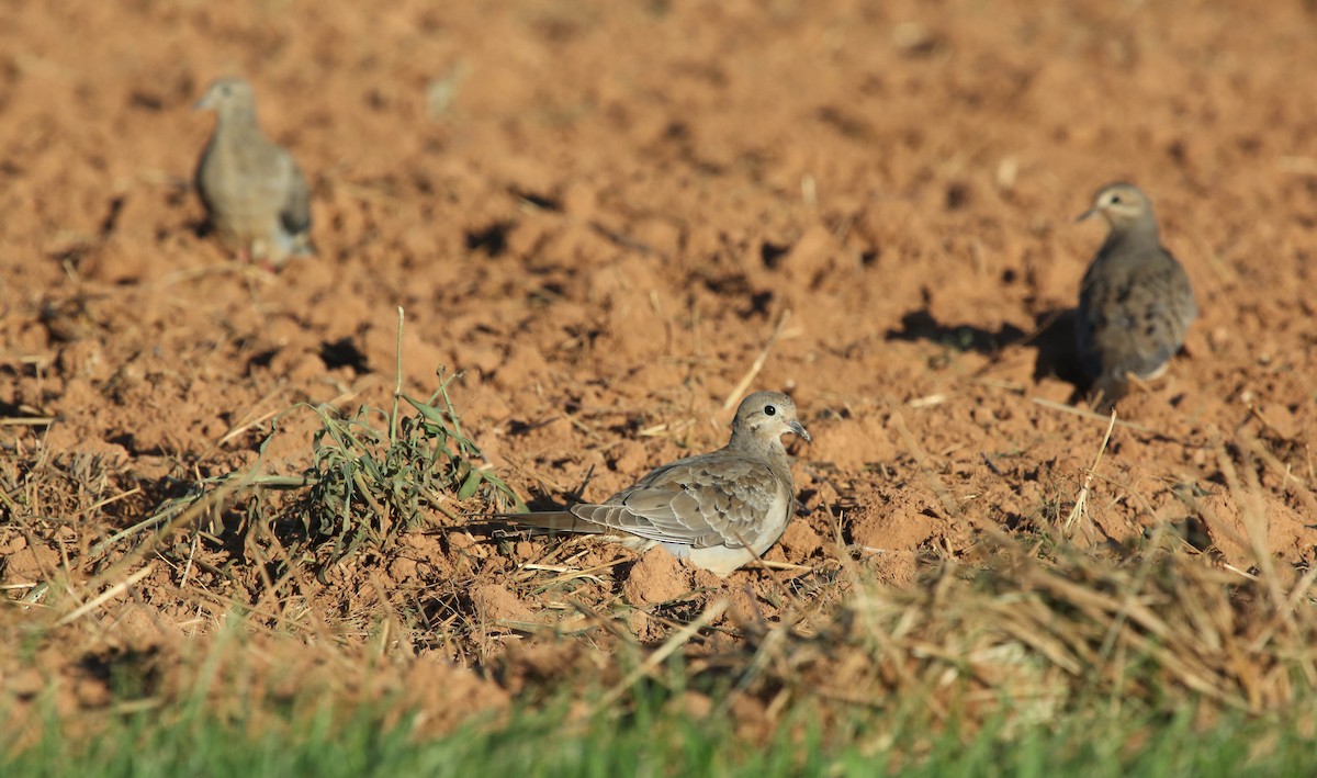 Mourning Dove - ML32551281