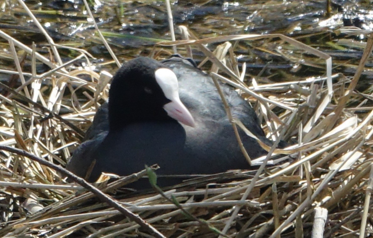 Eurasian Coot - ML325512941