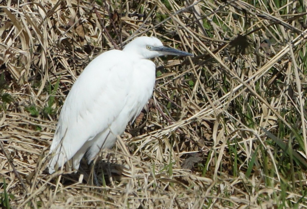 Little Egret - ML325512981