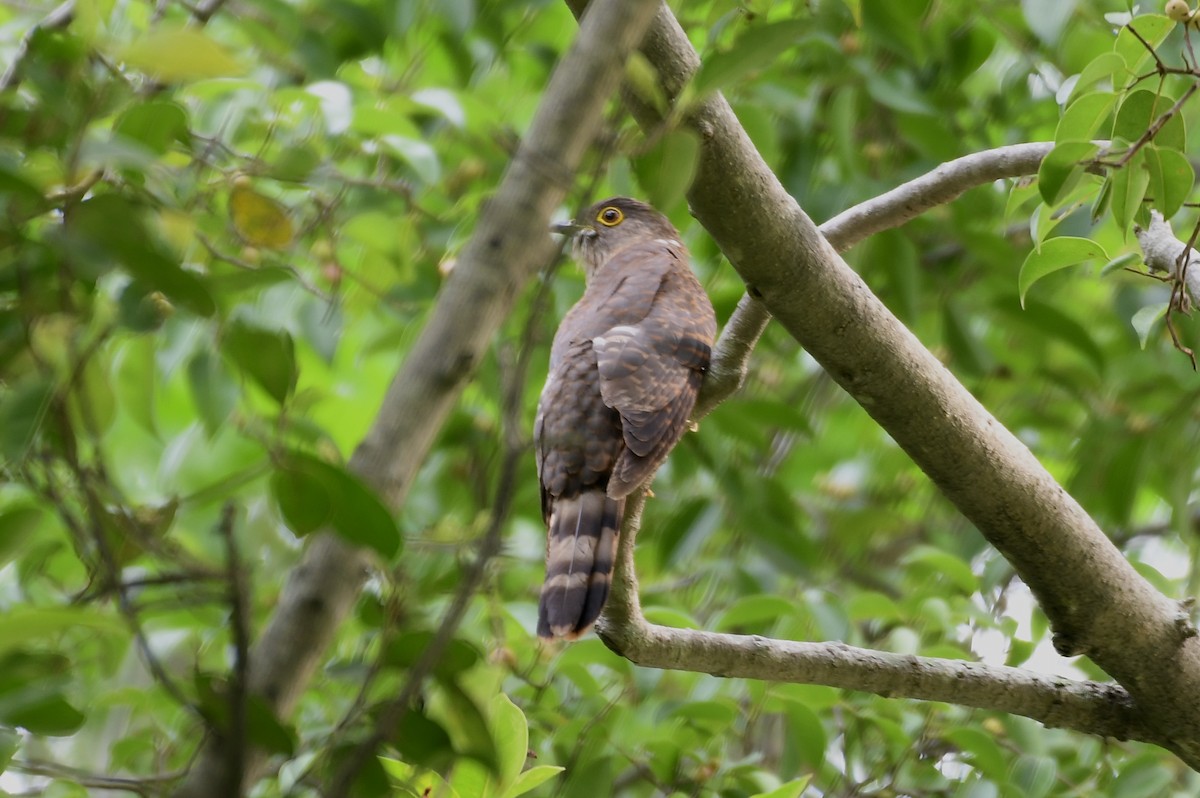 Hodgson's Hawk-Cuckoo - ML325513211