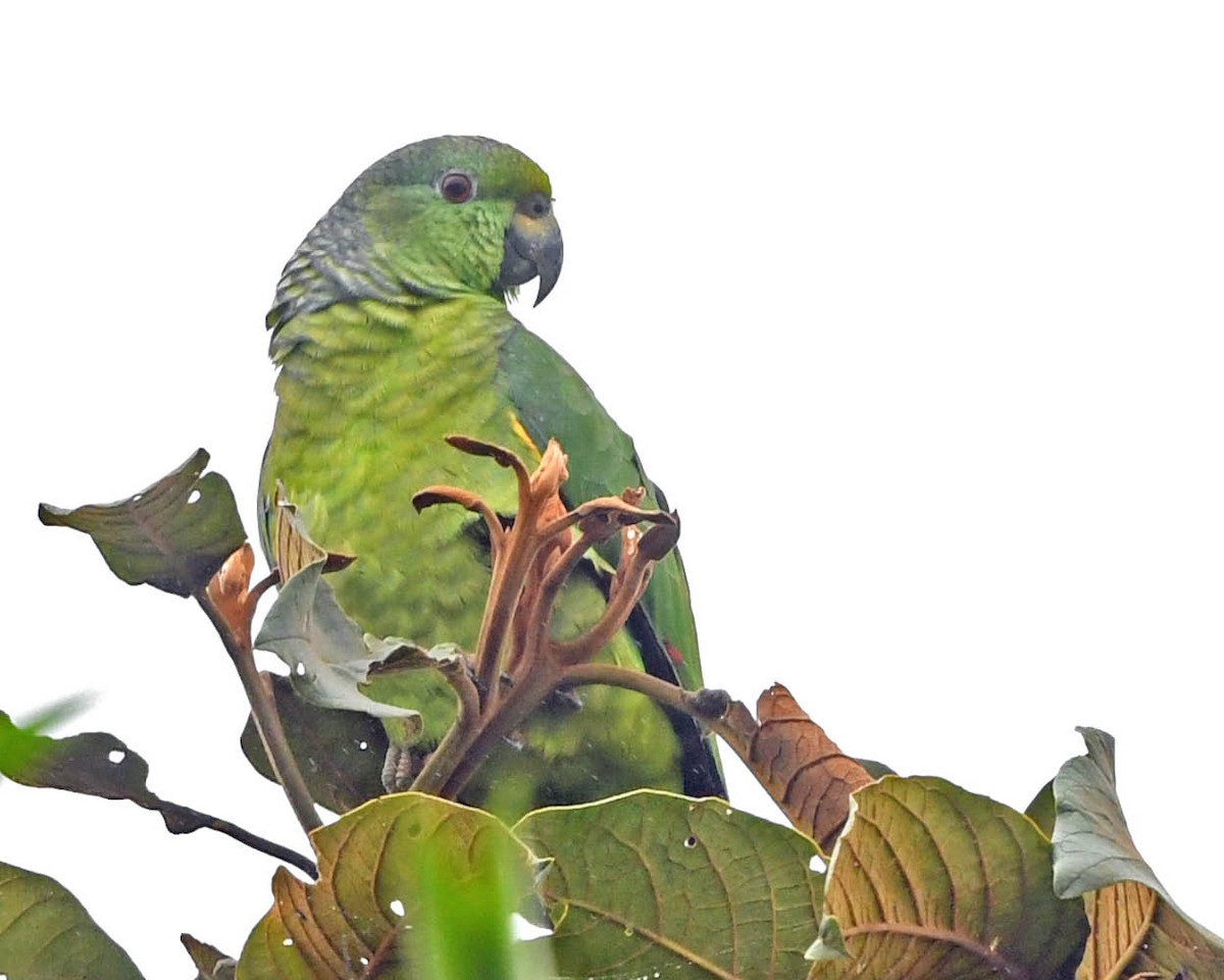 Scaly-naped Parrot - ML325515071