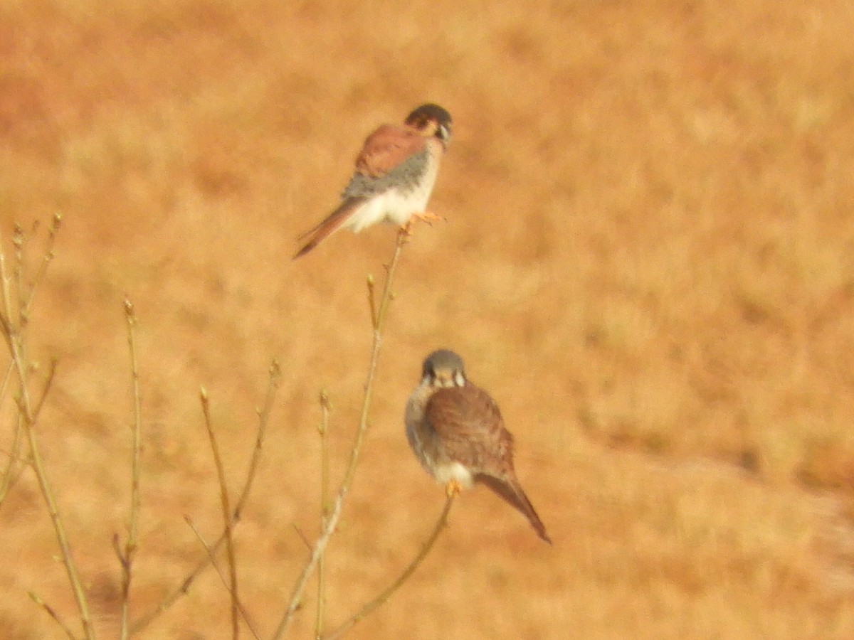 American Kestrel - ML325515801