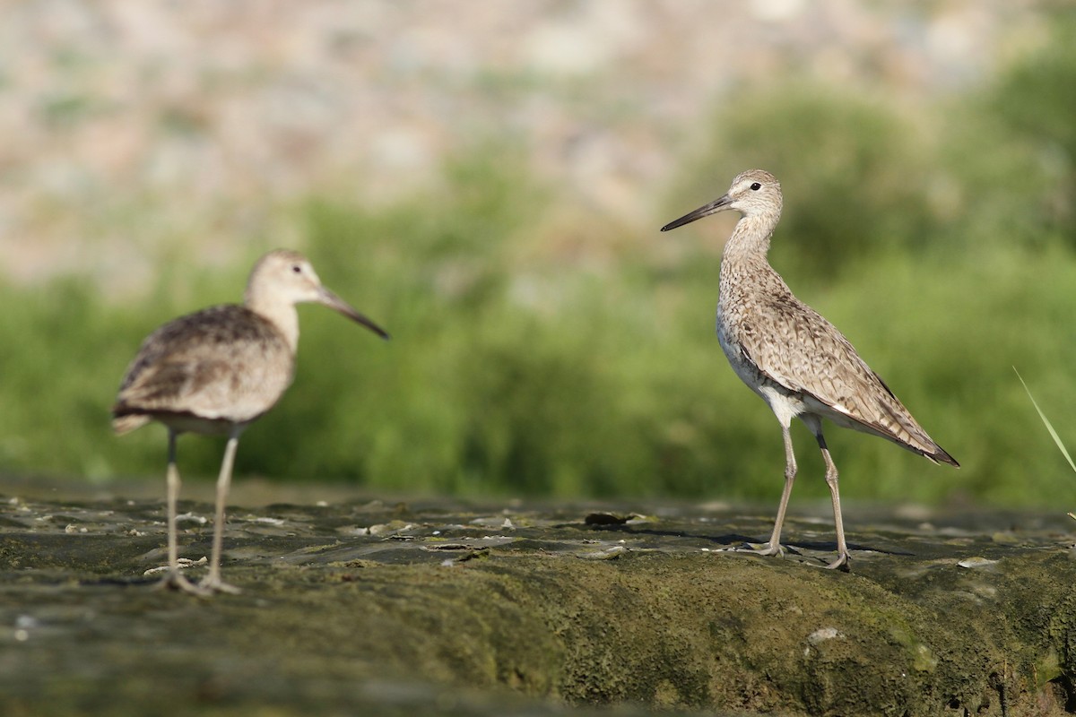 willetsnipe (inornata) - ML32551631