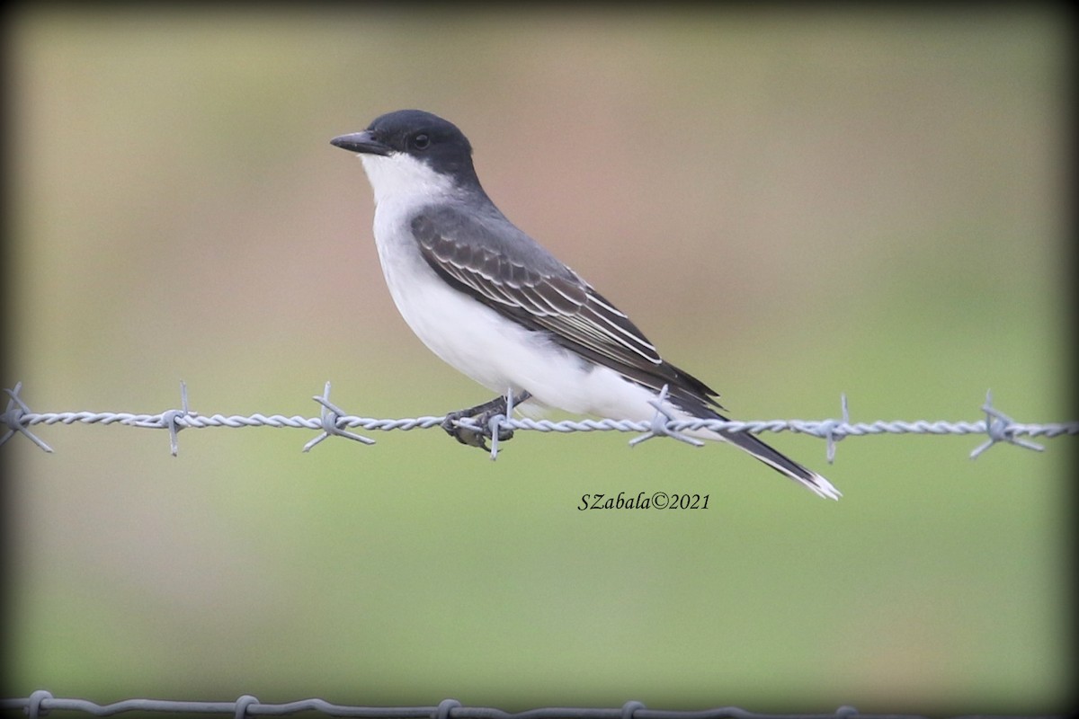 Eastern Kingbird - ML325517071