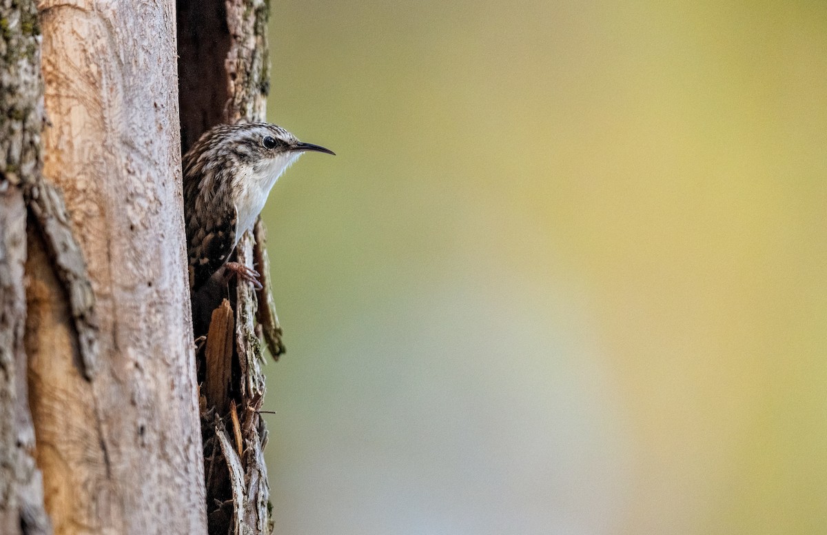 Brown Creeper - ML325517731