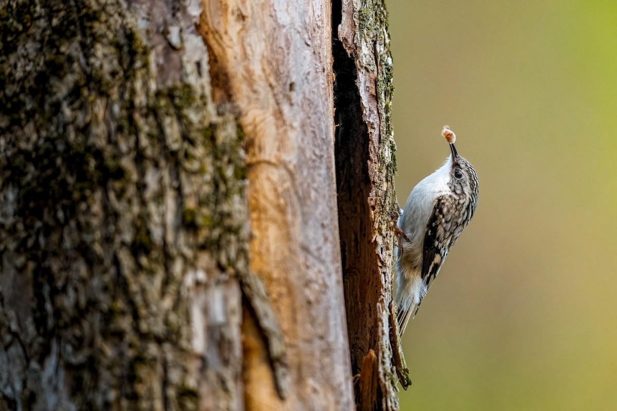 Brown Creeper - ML325517801