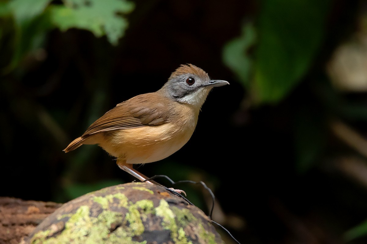 Short-tailed Babbler - Ayuwat Jearwattanakanok