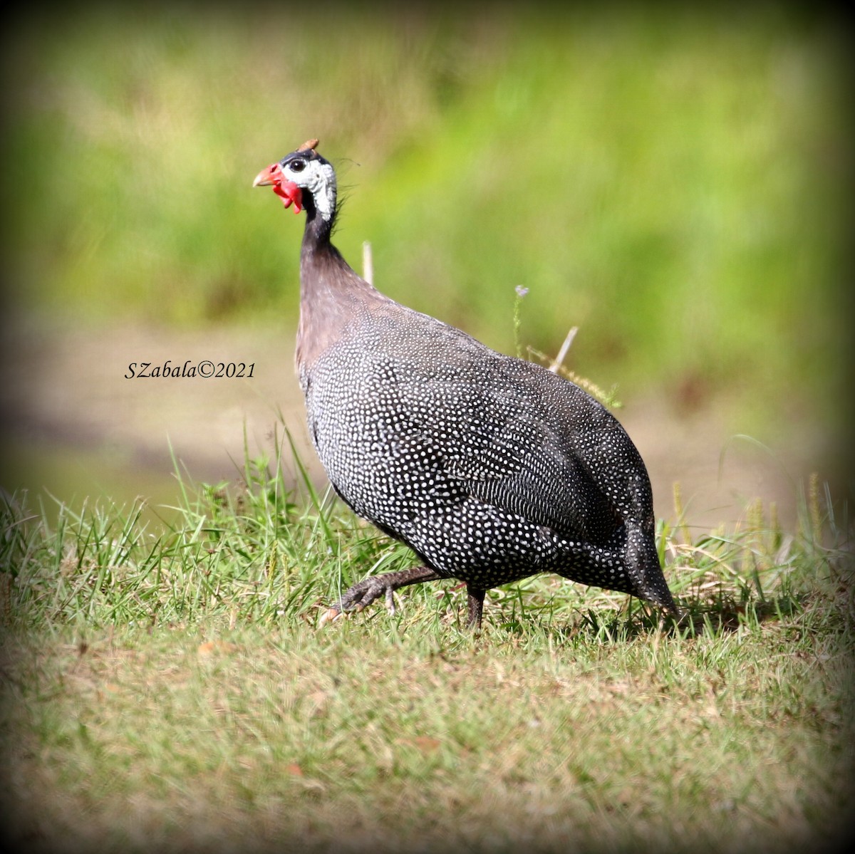 Helmeted Guineafowl - Sandra Zabala