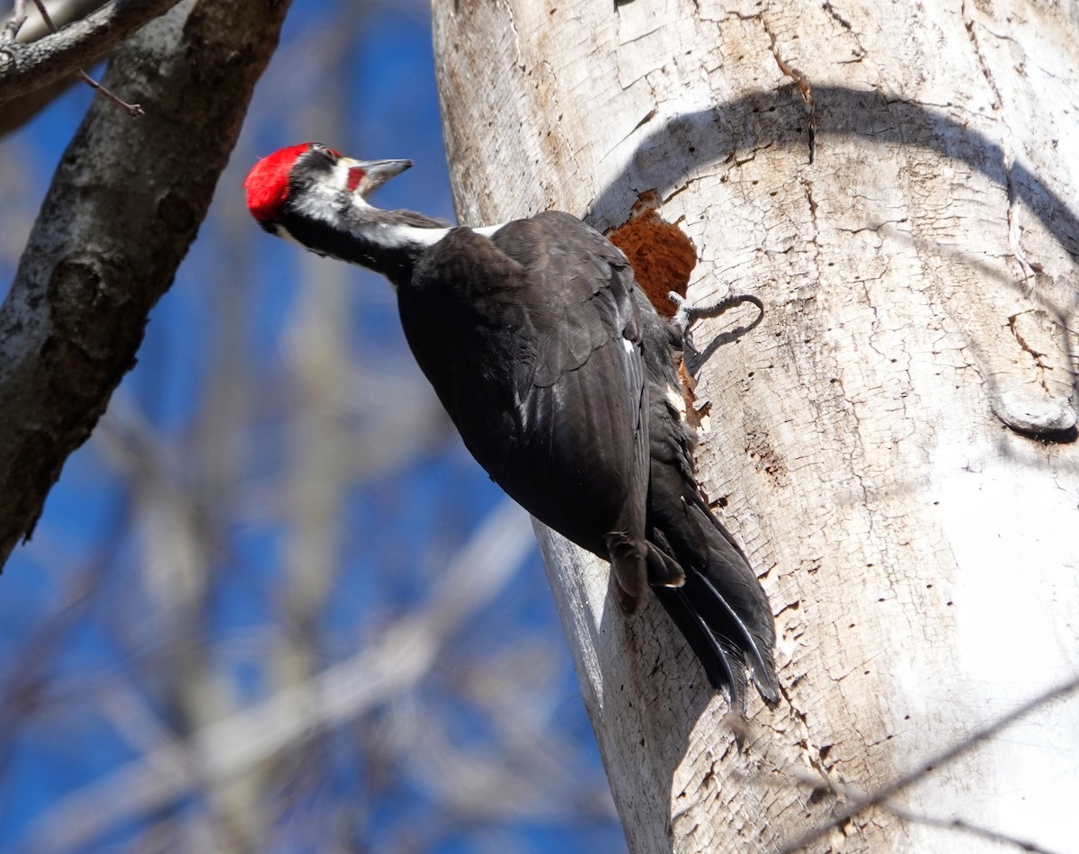 Pileated Woodpecker - ML325521181