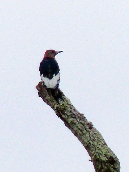 Red-headed Woodpecker - ML32552451