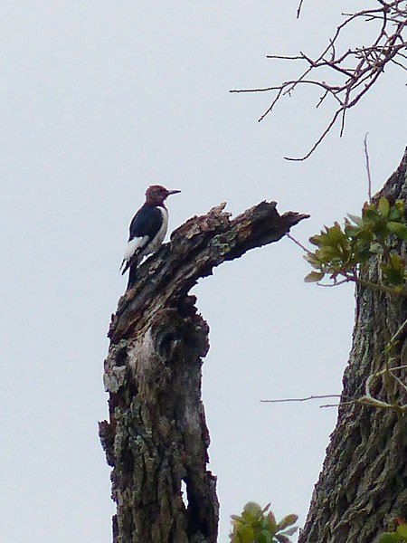 Red-headed Woodpecker - ML32552481