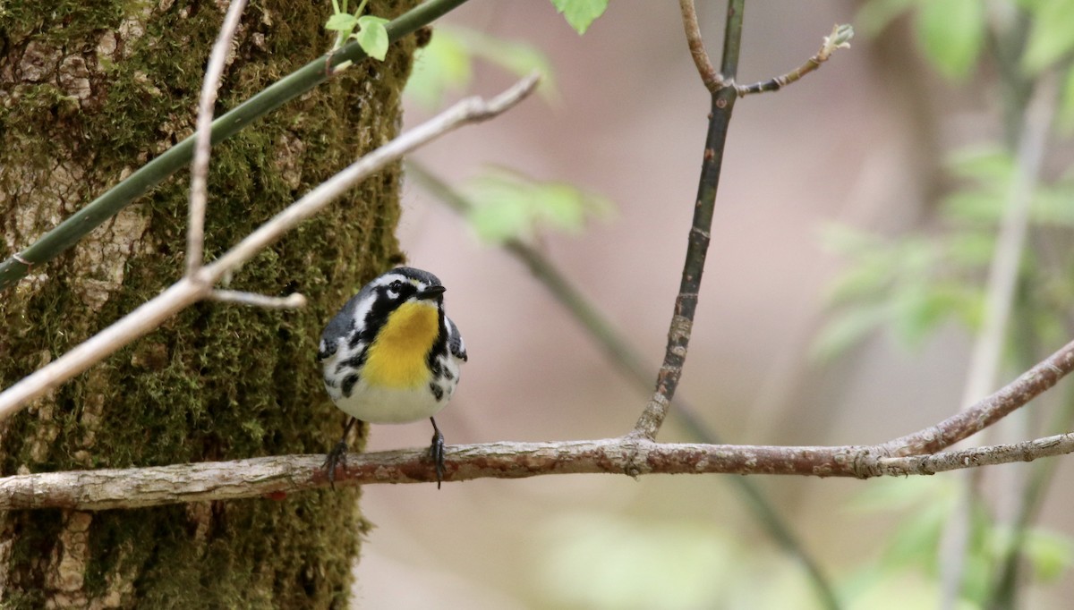 Yellow-throated Warbler - ML325525051