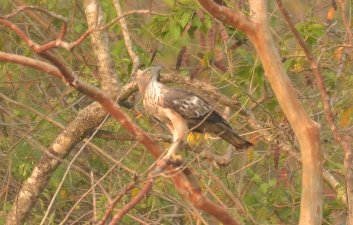 Changeable Hawk-Eagle (Crested) - Premchand Reghuvaran