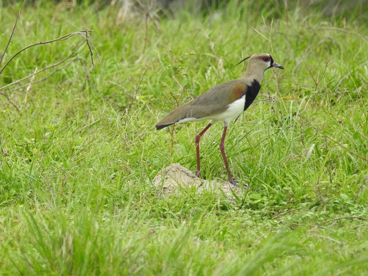 Southern Lapwing - Johana Zuluaga-Bonilla