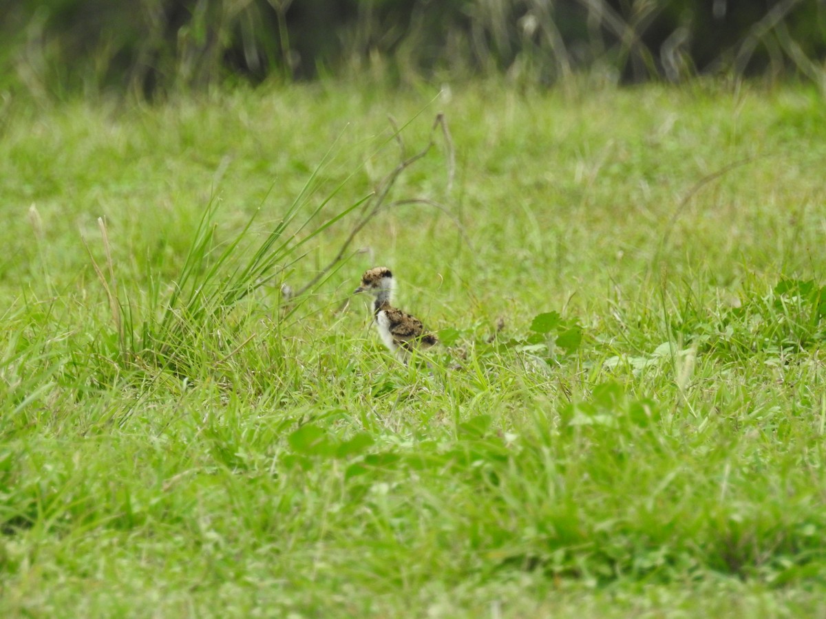 Southern Lapwing - Johana Zuluaga-Bonilla