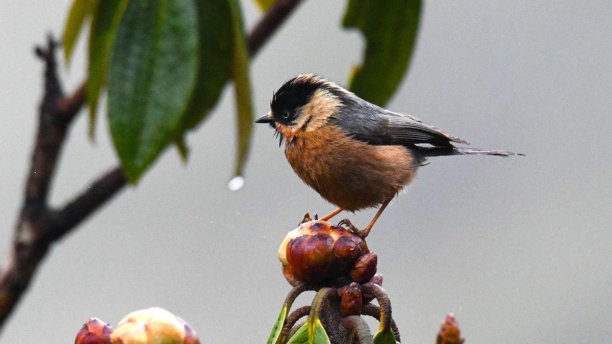 Black-browed Tit (Rufous-fronted) - James Livaudais