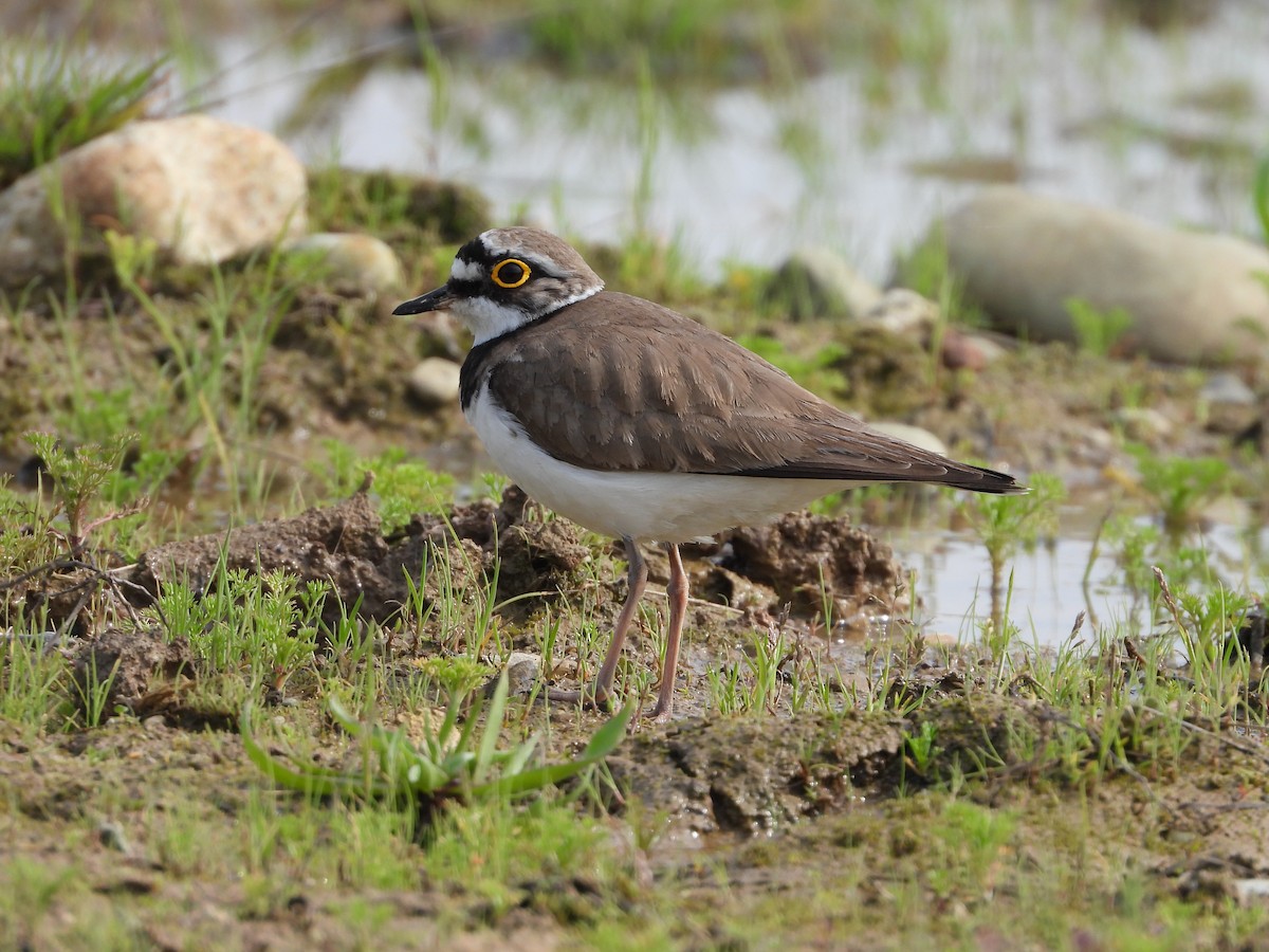 Little Ringed Plover - ML325527831