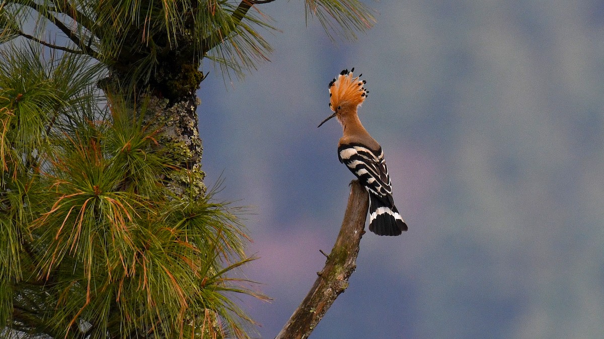 Common Hoopoe - ML325528131