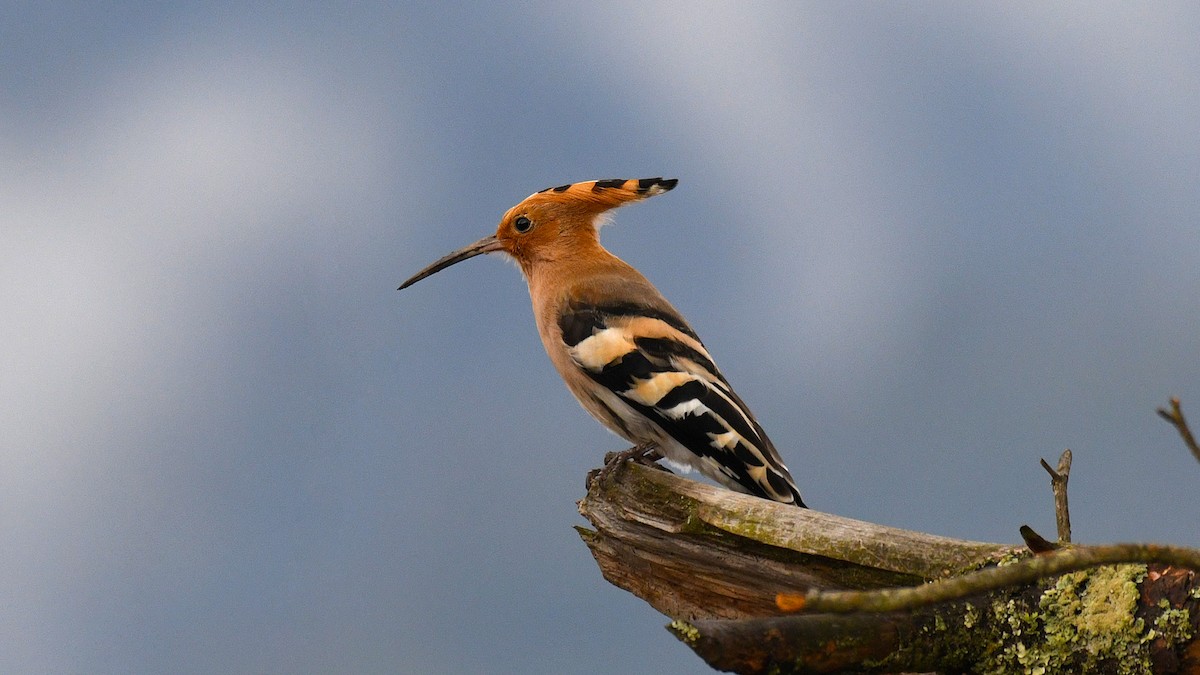 Common Hoopoe - ML325528171