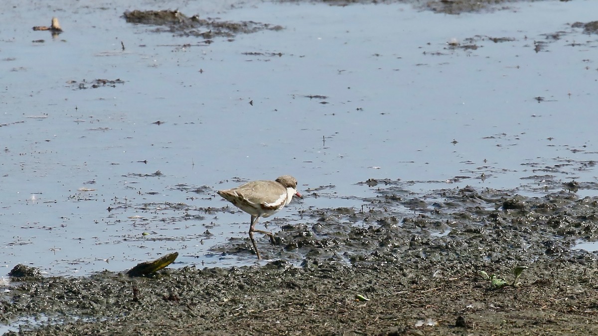 Red-kneed Dotterel - ML325528931