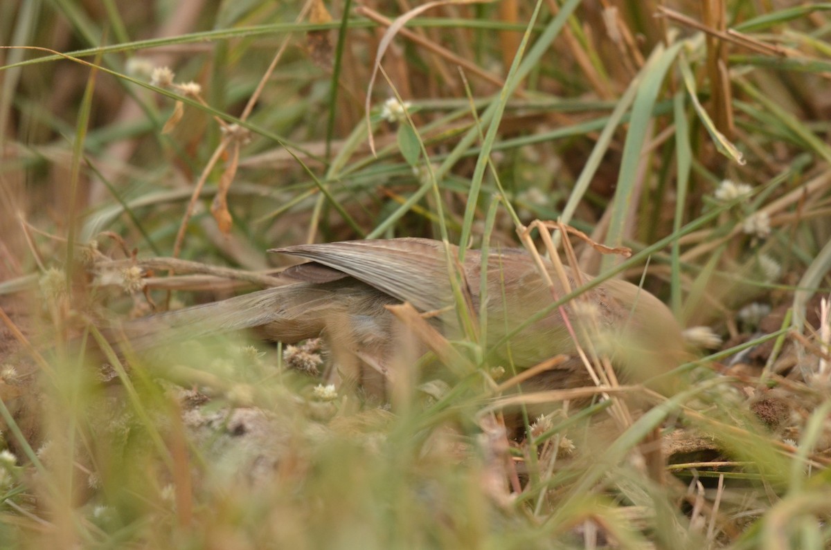 Yellow-billed Babbler - ML325529881