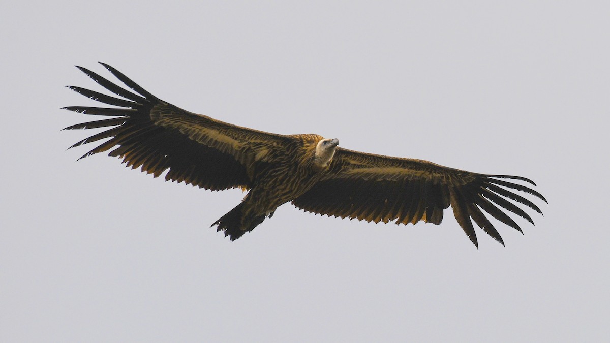 Himalayan Griffon - ML325530481