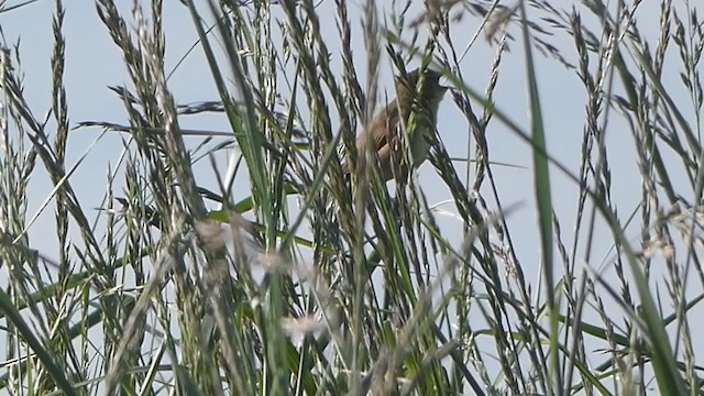 Common Grasshopper Warbler - ML325530651