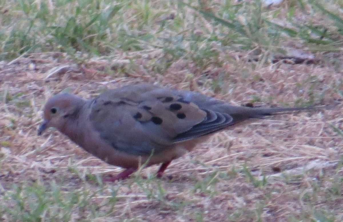 Mourning Dove - ML32553211