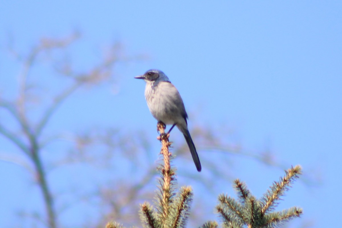 California Scrub-Jay - ML325534011