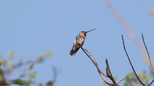 Plain-capped Starthroat - ML325534801