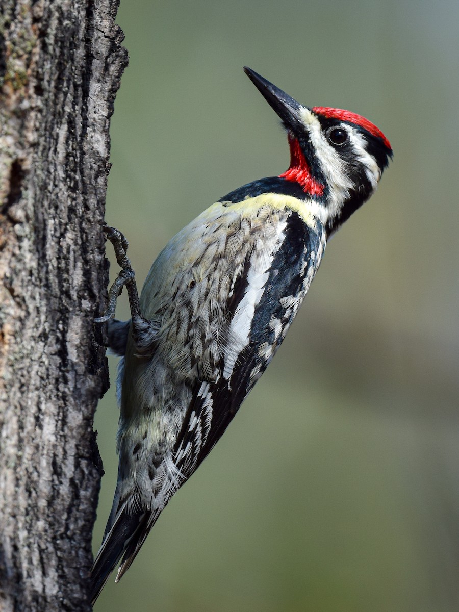 Yellow-bellied Sapsucker - ML325535401