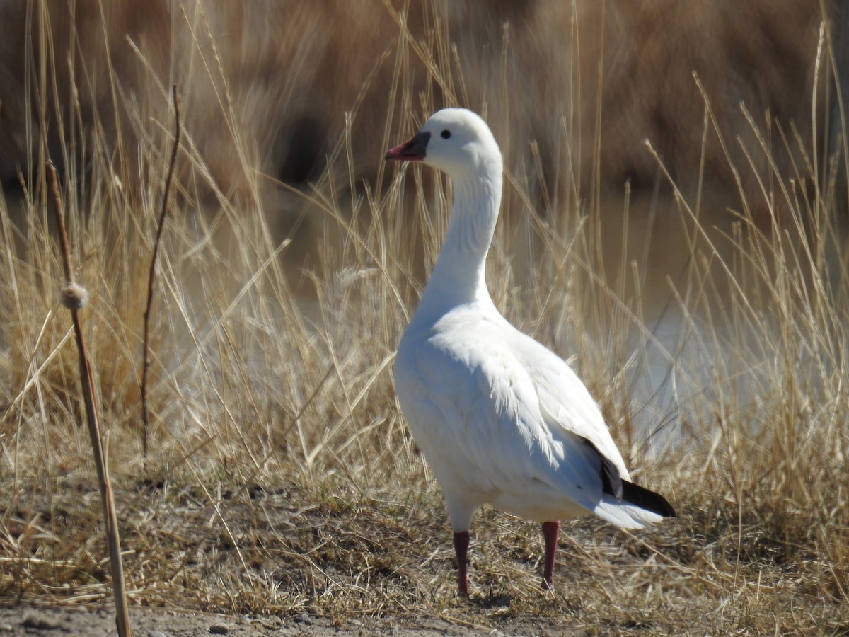 Ross's Goose - ML325537151