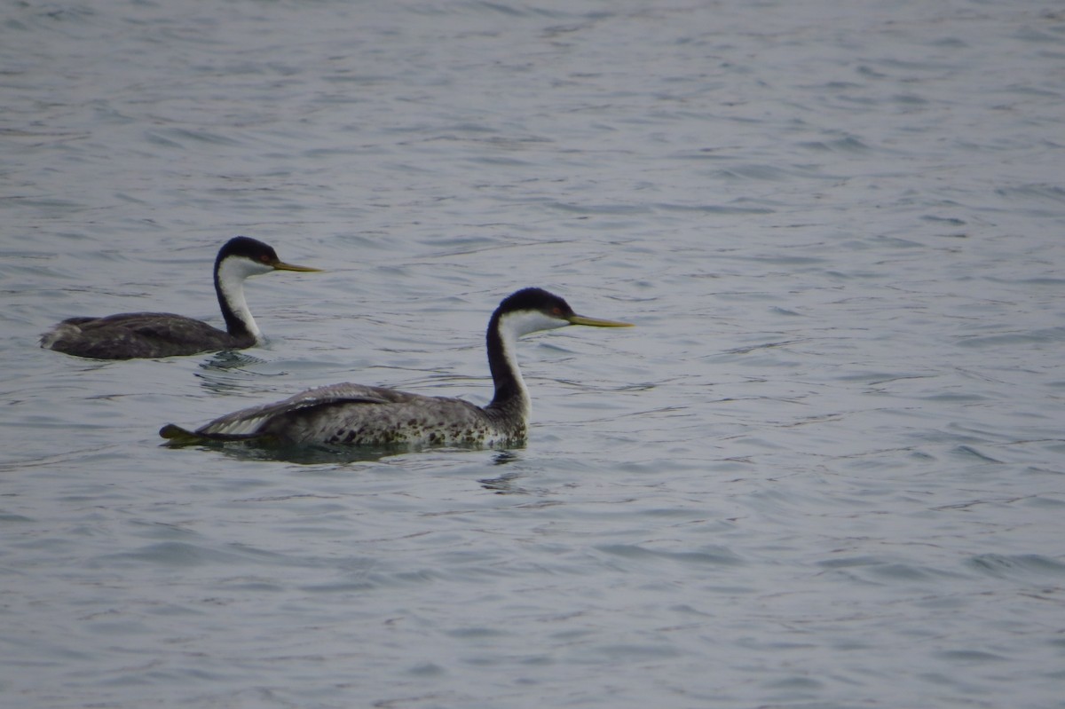 Western Grebe - ML32553861