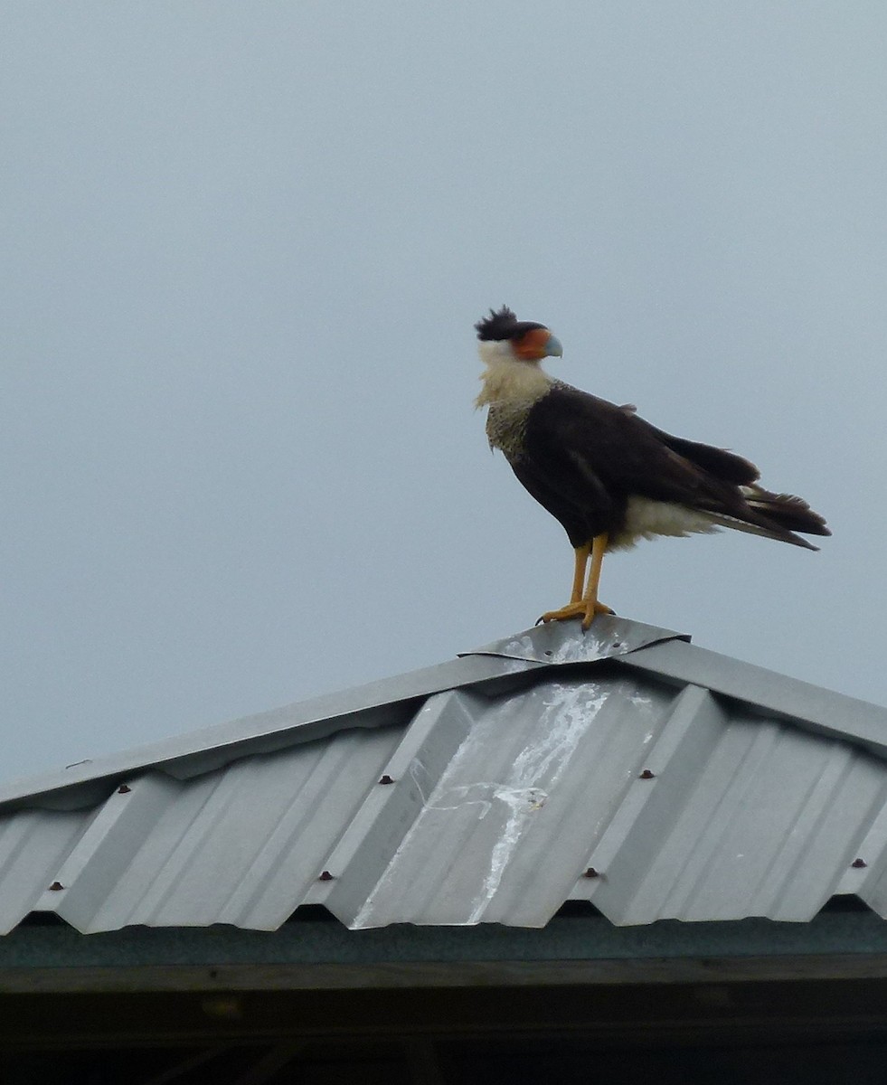 Caracara huppé (cheriway) - ML325538811