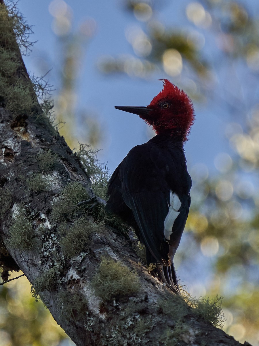 Magellanic Woodpecker - Hederd Torres García