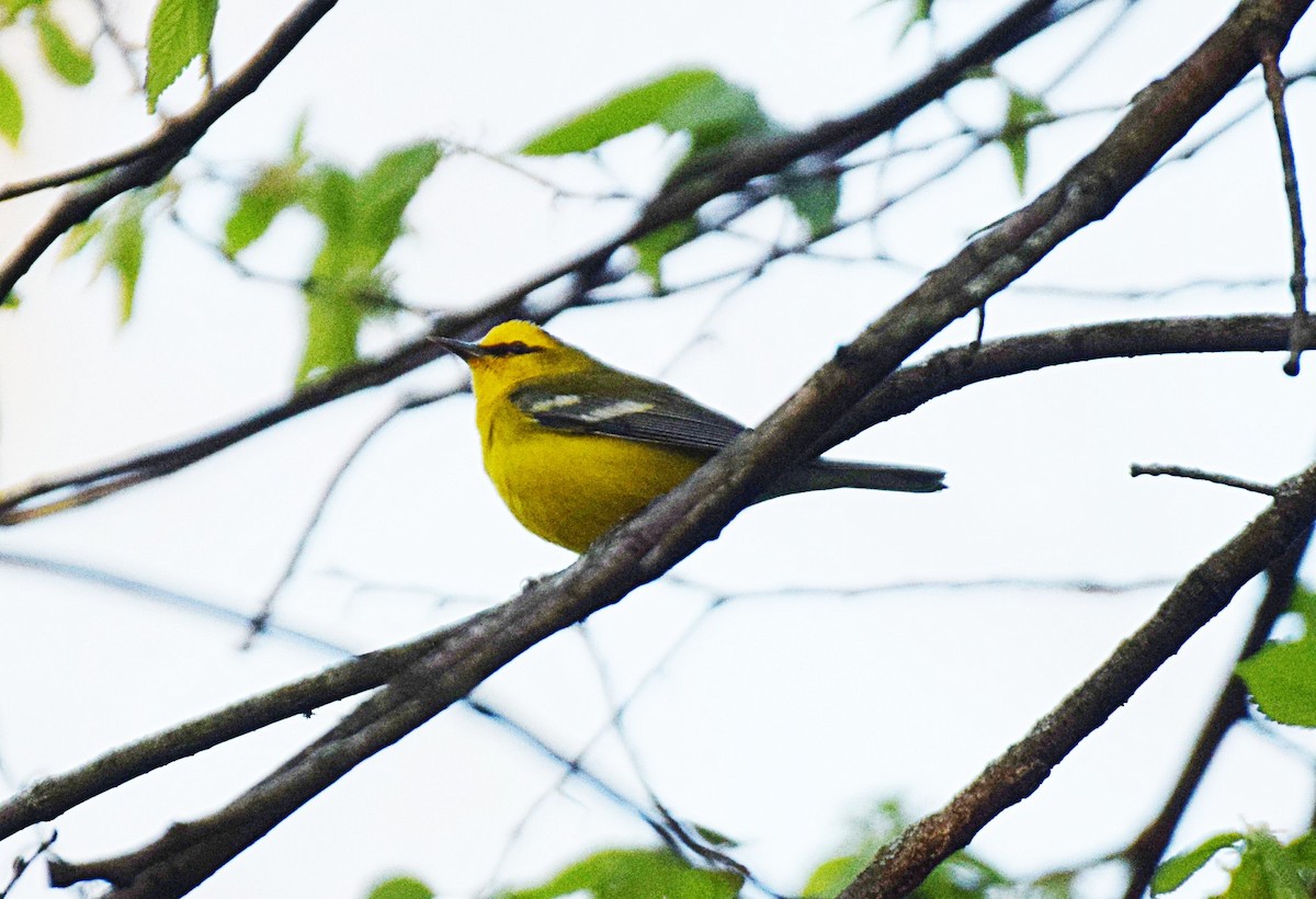 Blue-winged Warbler - Hugh Barger