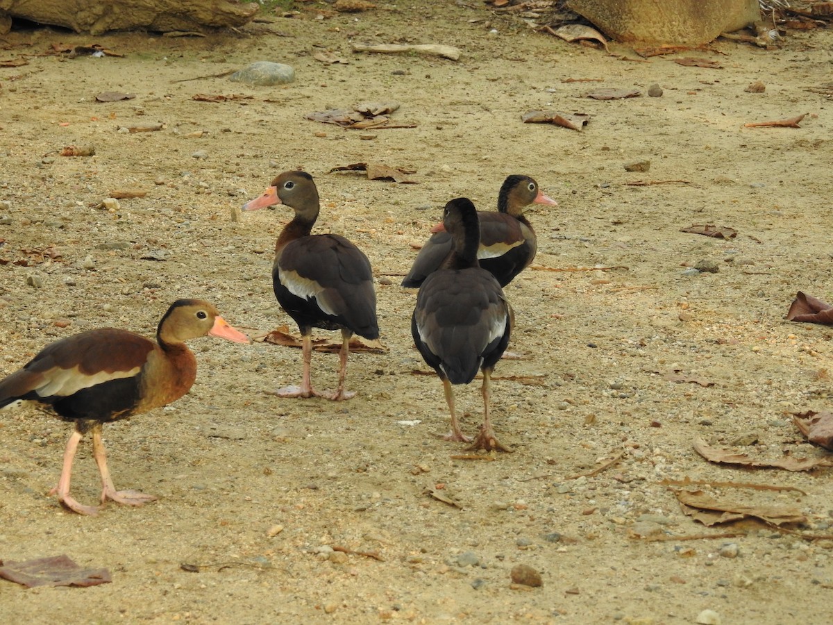 Black-bellied Whistling-Duck - ML325543601