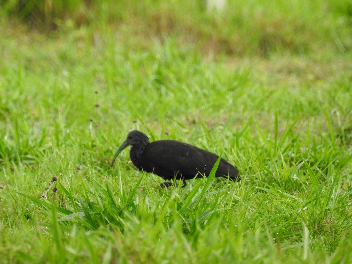 Green Ibis - ML325544361