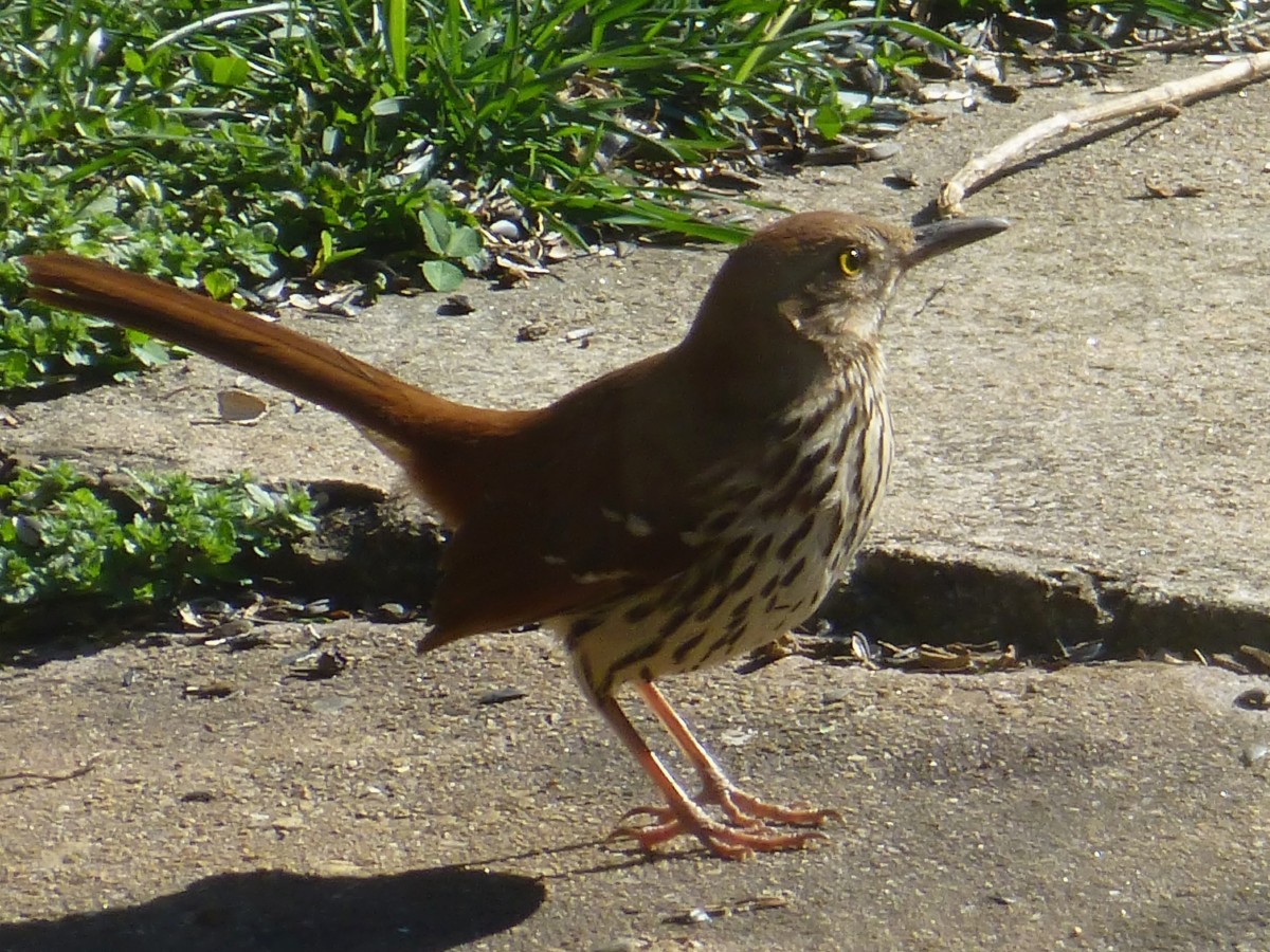 Brown Thrasher - ML325545771